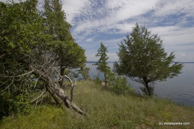 Wind swept trees at Knight Island State park by Gary Hall