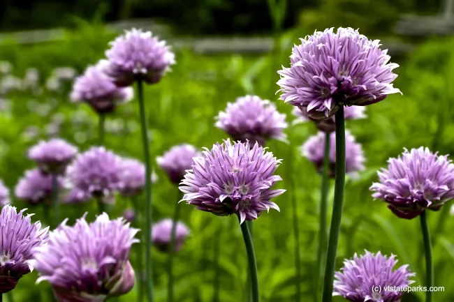 Beautiful purple flowers at Grand Isle State Park by Kristen Jensen