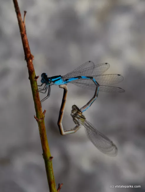 Brilliant colored dragonfly found at Button Bay State Park by Mike Conley