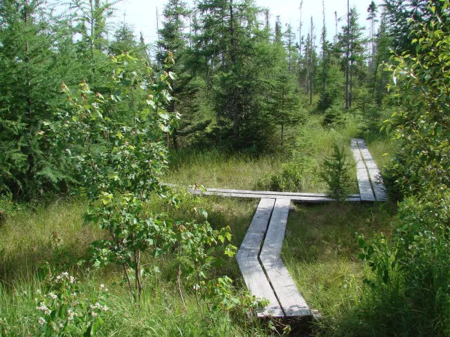 Bog trail at Lake Carmi State park by Sara Hayes