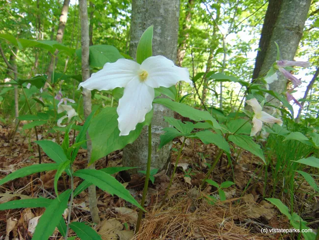 Blooming trilliums at Mount Philo State Park by Belinda Lafountain