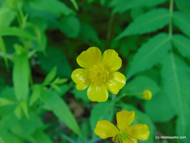Close up view of yellow flowers at Branbury State Park by Belinda Lafountain