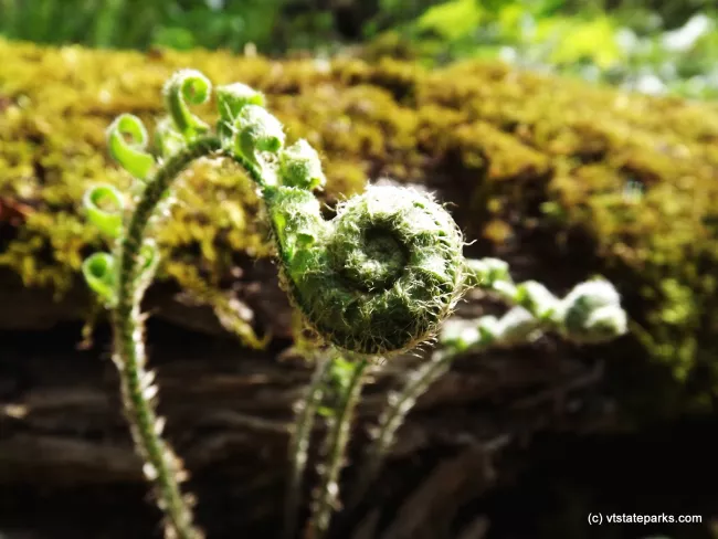 Fiddlehead ready to unwind at Niquette Bay State Park by Alison Joseph