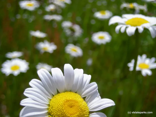 Daisies at Elmore State Park by William Murphy