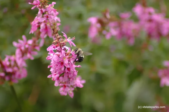 Bee enjoying the Sweet Taste of a flower at Wilgus State Park