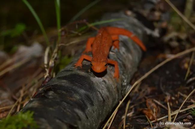 Eastern newt resting on log at Emerald Lake State Park by Erica Sue Smith