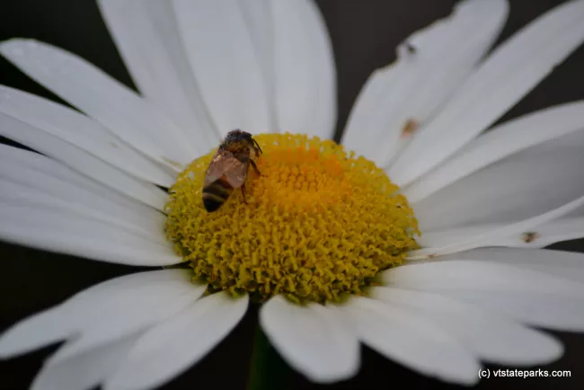 Close up of daisy at Waterbury Center State Park by Alexanddra Martin