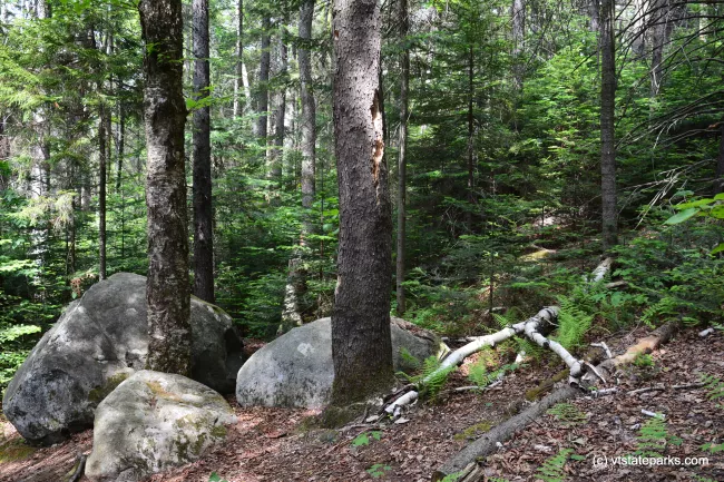 Small boulders under trees at Molly Stark State Park by Bill Steele