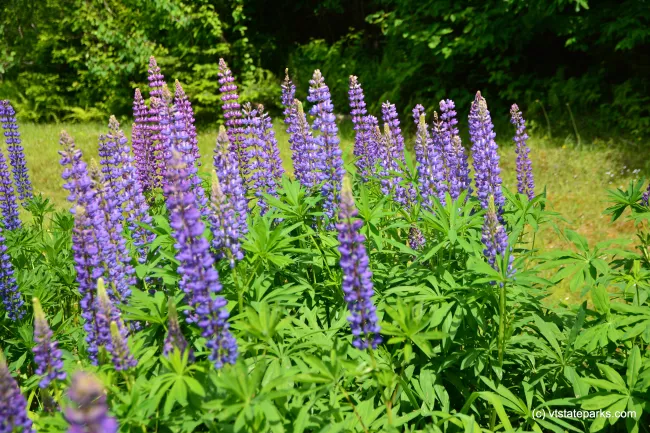 Lovely purple flowers at Molly Stark State Park by Bill Steele