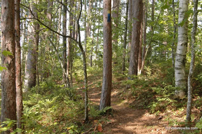 Sunlight on a trail at Brighton State Park