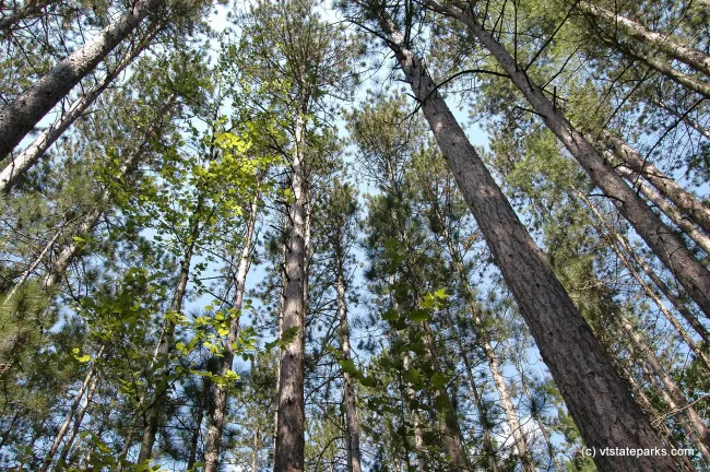 Magnificent forest at Brighton State Park