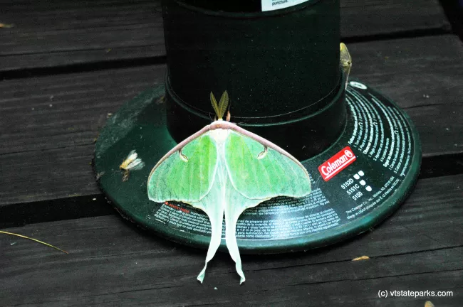 A luna moth at Brighton State Park