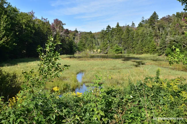 Marshy areas like this provide important habitat for plants and animals at Woodford State Park by Bill Steele