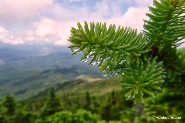 Pine needles dripping with dew at Underhill State Park