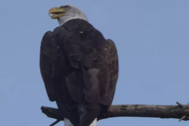 Real close up view of a bald eagle that lives at Lake Carmi State Park by Dufresne