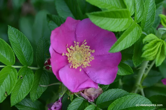 Rose at Emerald Lake State Park by Linda Carlsen-Sperry