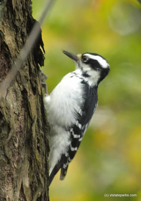 Female Downy Woodpecker at Elmore State Park by Matt Parsons
