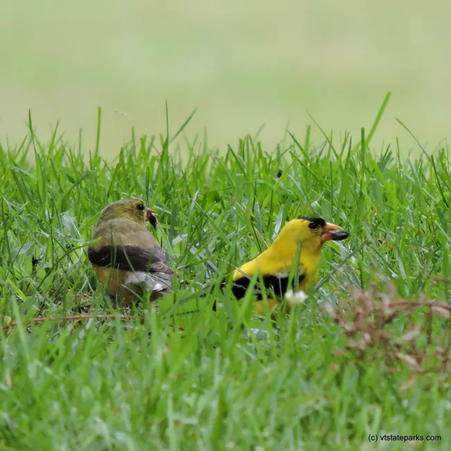Little birdies have their lunch at Townsend State Park