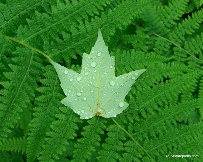 Dew on a leaf at New Discovery State Park