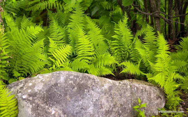 Ferns surround a boulder at Boulder Beach State Park by Paul Anderson