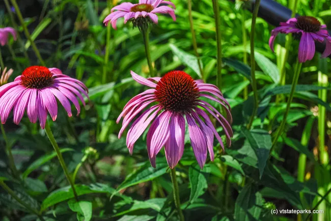 Flowers at Gifford Woods State Park by Carolyn Dean