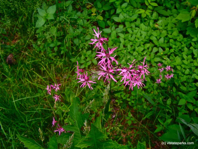 See flowers at New Discovery State Park by Eric Montgomery