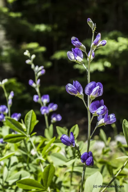 Pretty flower at Brighton State Park by Kristen Jensen