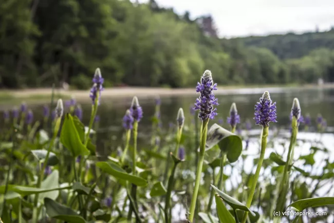 Flowers in the water at Niquette Bay State Park by Kristen Jensen
