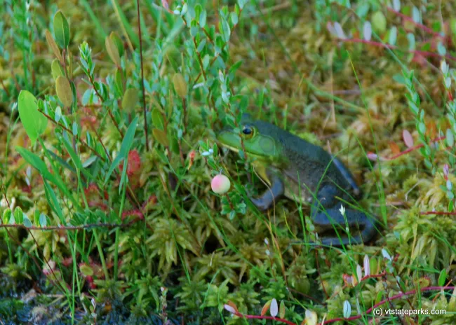 This little guy is hiding at Lowel Lake State Park