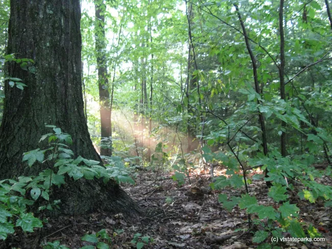 Sunbeam in the forest at Fort Dummer State Park by Debbie Thomas