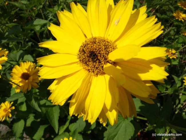 So bright and cheery at Grand Isle State Park
