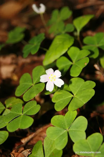 Shamrocks at Gifford Woods State Park