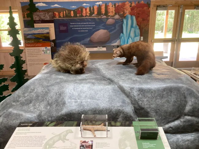 The image shows a detailed exhibit at a nature center featuring two taxidermy animals—a porcupine and a fisher—positioned on a large artificial rock formation. In the foreground, there is an informational panel with text and images, including a small display case containing a porcupine quill labeled "A prickly meal." The background features a mural depicting a scenic landscape with a river, trees in autumn colors, and mountains, enhancing the natural theme of the exhibit. 