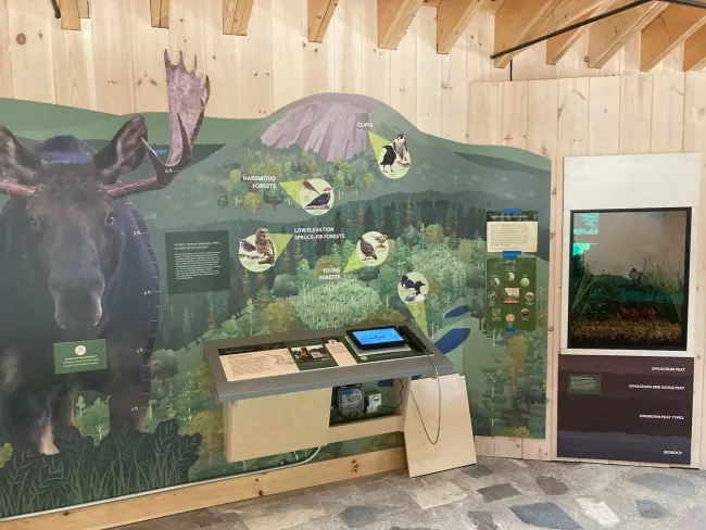 The image shows an educational exhibit at a nature center, focusing on local wildlife and ecosystems. The left side of the exhibit features a large mural of a moose. Its head and antlers are prominently displayed. The mural extends to depict various forest habitats, including hardwood forests, low elevation spruce-fir forests, and young forests, each labeled with illustrations of animals like birds and mammals that inhabit these areas. 