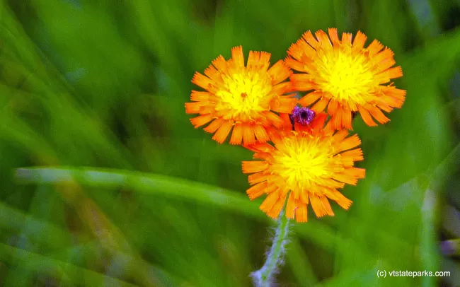 Hawkweed at Boulder Beach State Park by Paul Anderson