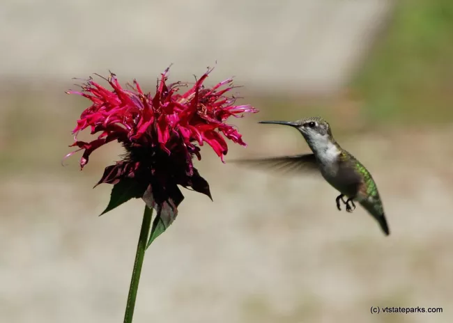 Hummingbird at Ricker Pond State Park