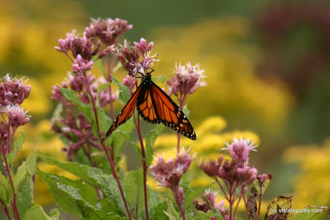 Monarch on flower at Little River by Lene Gary