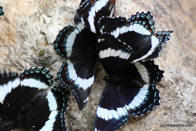 Butterflies at Kettle Pond State Park by David Green