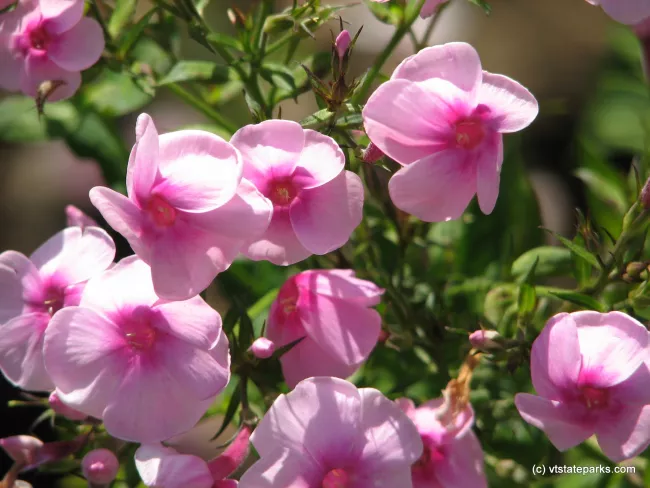 Pretty flowers at Little River State Park