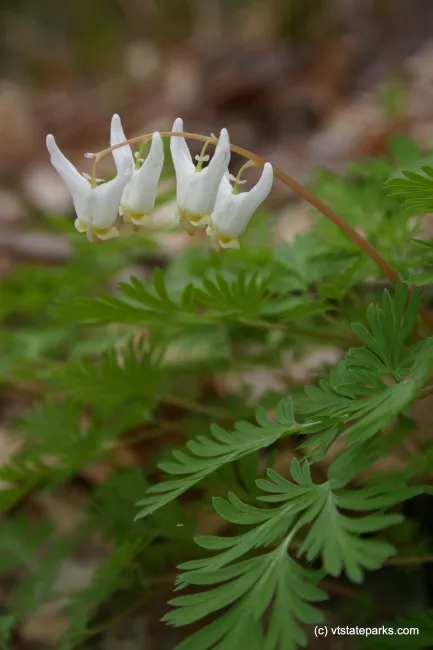 Dutchman's Britches at Little River State Park by Lene Gary