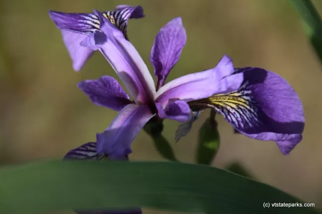 Beautiful Orchid at Waterbury Center State Park