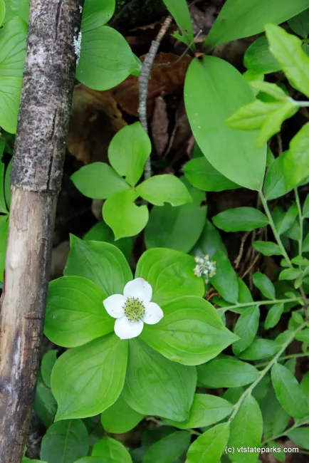 Spring growth at Kettle Pond State Park by Lene Gary