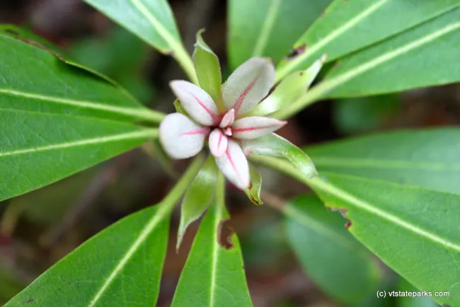 Beautiful flower at Kettle Pond State Park by Lene Gary