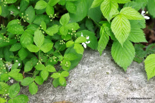New buds at Kettle Pond State Park by Lene Gary