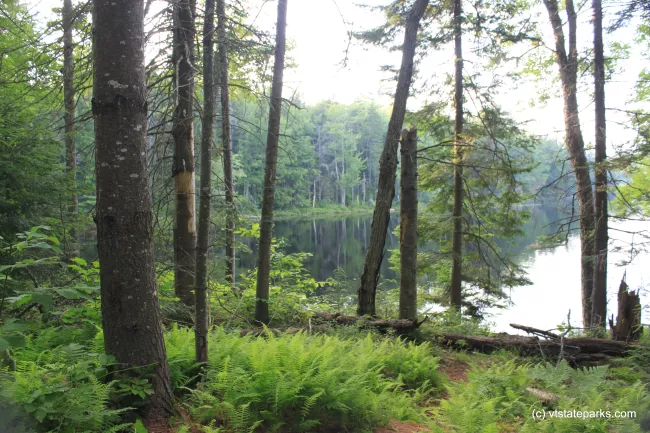 A trail through the ferns at Lowell Lake State Park by Lene Gary