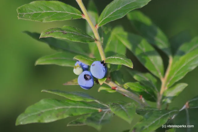 Wild blueberries at Lowell Lake State Park by Lene Gary