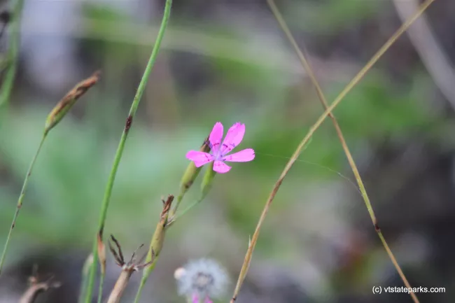 Pinks at Lowell Lake State Park by Lene Gary