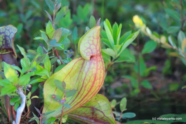 Pitcher plant at Lowell Lake State Park by Lene Gary