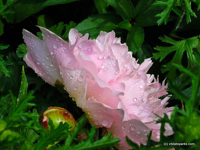 Peony at Gifford Woods State Park by Deb Gay