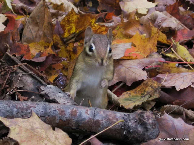 These little folks are around in all State Parks